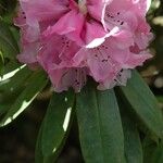 Rhododendron pachytrichum Λουλούδι