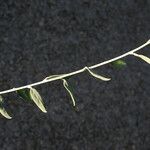 Anthyllis terniflora Levél