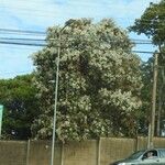 Cordia alliodora Bloem