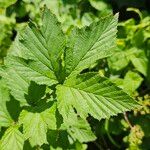 Filipendula ulmaria Blatt