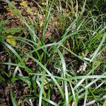 Liriope spicata Leaf