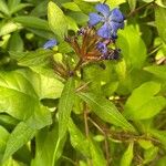 Ceratostigma willmottianum Blatt