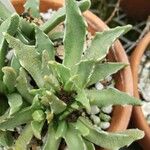 Faucaria bosscheana Лист