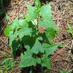 Mikania scandens Leaf