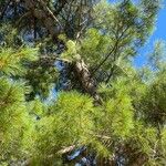 Pinus lambertiana Blatt