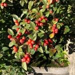 Cotoneaster dielsianus ഇല