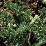 Lomatium nevadense Hàbitat