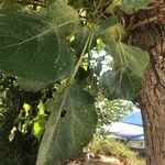 Populus x canadensis Leaf