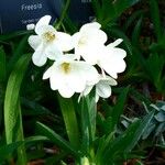 Freesia leichtlinii Flor