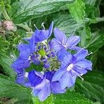 Veronica austriaca Flower