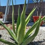 Agave salmiana Blatt