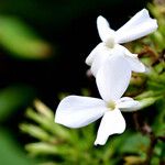 Phlox paniculata Kukka