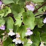 Cymbalaria muralis Flower