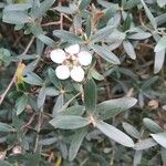 Leptospermum lanigerum