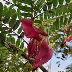 Sesbania grandiflora Кветка