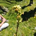 Pedicularis ascendens Flower