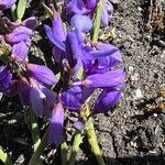 Polygala microphylla Fiore