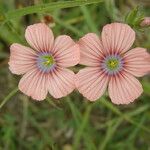 Linum pubescens Flor