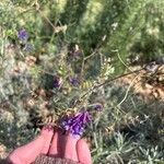 Vicia dasycarpaKvet