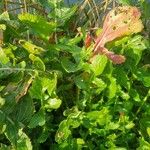 Brassica juncea Leaf