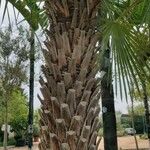 Copernicia alba Corteza