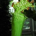 Sarracenia leucophylla 葉