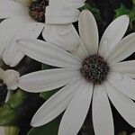 Dimorphotheca jucunda Çiçek