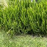 Baccharis trimera Облик