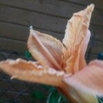 Hemerocallis fulva Kwiat