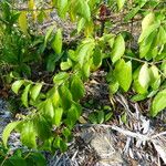 Cordia alliodora Levél