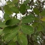 Commiphora mollis Folha