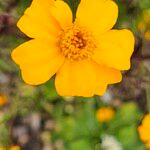 Tagetes tenuifoliaFlower