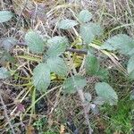 Rubus bracteatus 葉