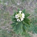 Daphne gnidium Λουλούδι