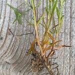 Polypremum procumbens Bark