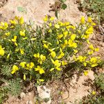 Cytisus fontanesii Habit