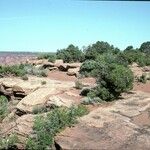 Juniperus osteosperma Hábito