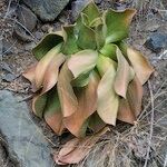 Aeonium nobile その他の提案