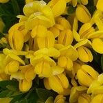 Genista carinalis