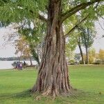 Metasequoia glyptostroboides বাকল