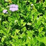 Ageratum houstonianumFulla