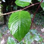 Persicaria chinensis برگ