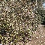 Rhododendron davidsonianum Habit