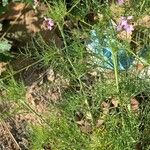 Erucaria hispanica Hábito