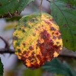 Rubus elegantispinosus Lehti