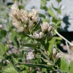 Ageratina occidentalis Blomst