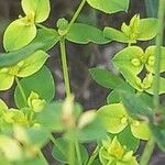 Euphorbia platyphyllos Flower