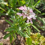 Iberis umbellata Libunga
