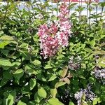 Syringa josikaea Flower