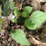 Begonia hirtella Blad